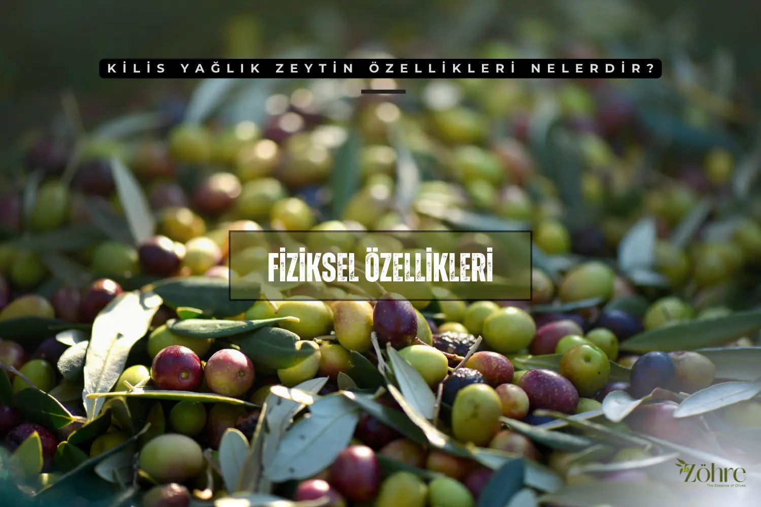 kilis yağlık zeytin özellikleri
